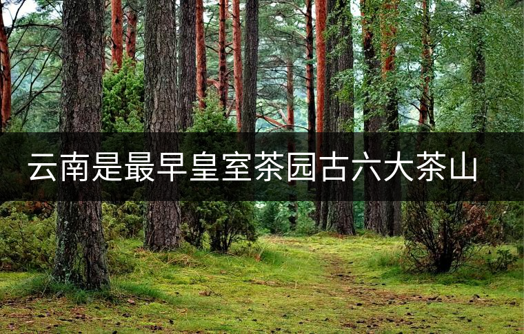 云南是最早皇室茶園古六大茶山發(fā)源地嗎？