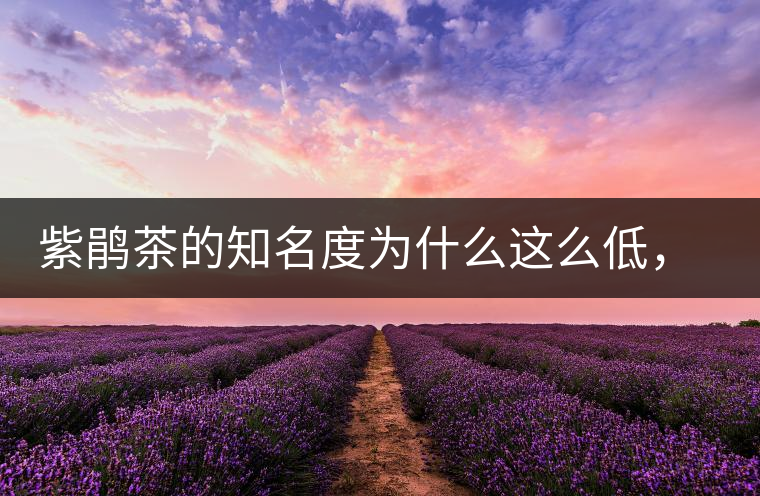 紫鵑茶的知名度為什么這么低，適合做成生茶還是熟茶？