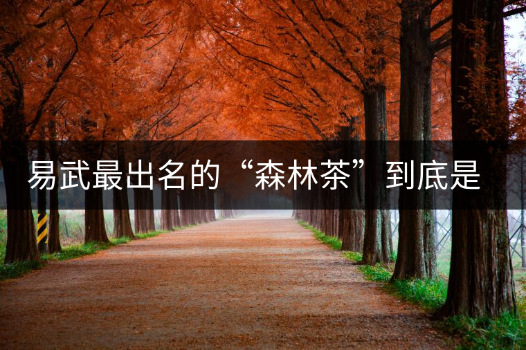 易武最出名的“森林茶”到底是什么茶？