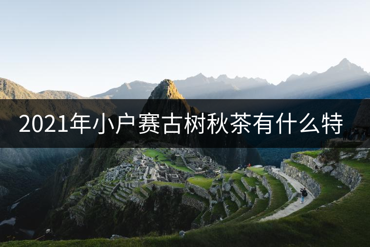 2021年小戶賽古樹秋茶有什么特點(diǎn)？