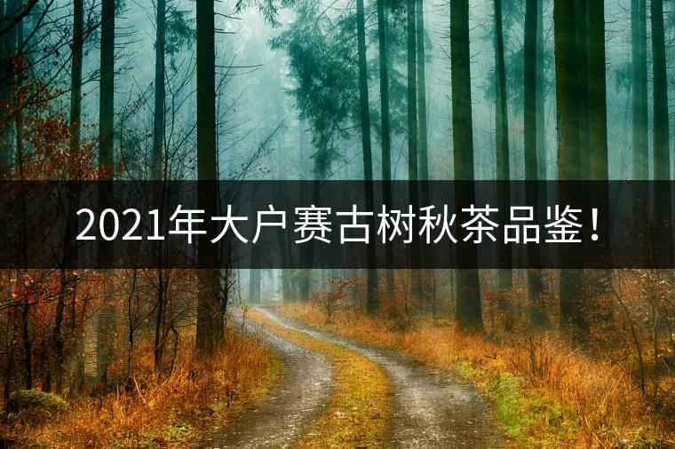 2021年大戶賽古樹秋茶品鑒！