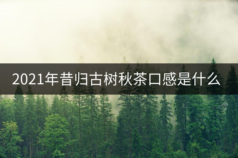 2021年昔歸古樹秋茶口感是什么？