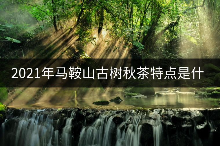 2021年馬鞍山古樹秋茶特點(diǎn)是什么？
