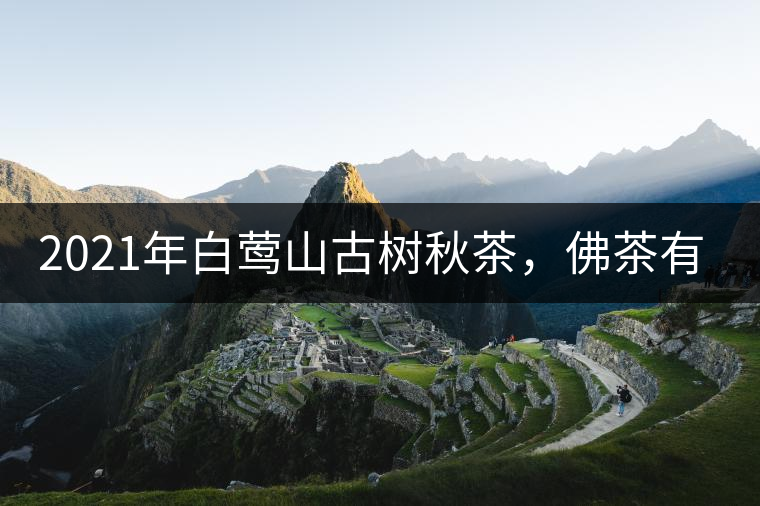 2021年白鶯山古樹秋茶，佛茶有什么魅力？