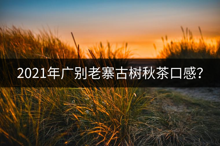 2021年廣別老寨古樹(shù)秋茶口感？