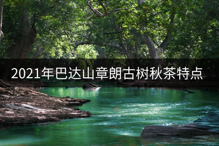 2021年巴達(dá)山章朗古樹(shù)秋茶特點(diǎn)？