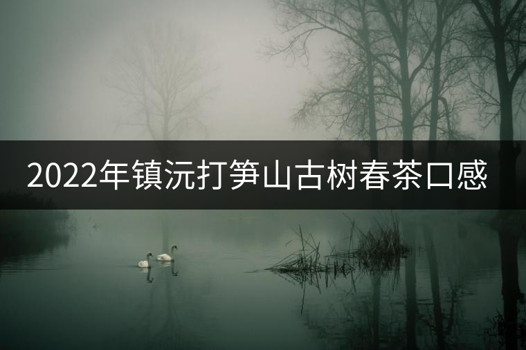 2022年鎮(zhèn)沅打筍山古樹(shù)春茶口感？