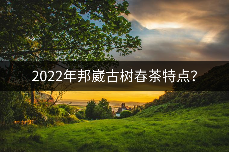 2022年邦崴古樹春茶特點？