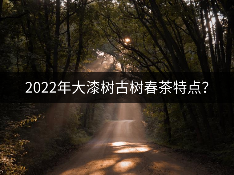 2022年大漆樹古樹春茶特點(diǎn)？