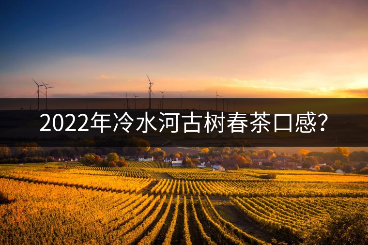 2022年冷水河古樹春茶口感？