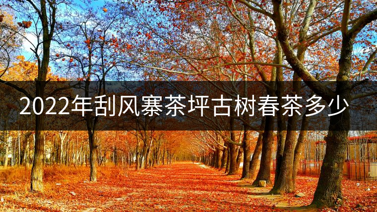2022年刮風(fēng)寨茶坪古樹春茶多少錢一公斤？