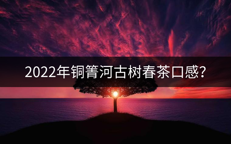 2022年銅箐河古樹(shù)春茶口感？