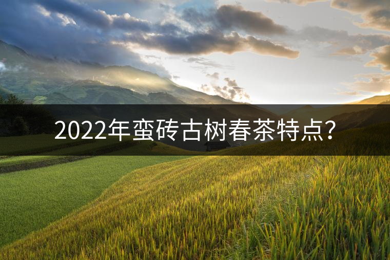 2022年蠻磚古樹春茶特點(diǎn)？