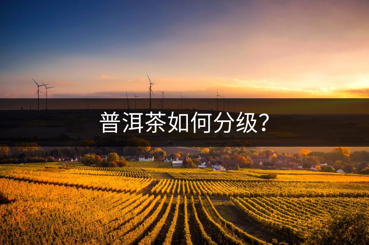普洱茶如何分級(jí)？