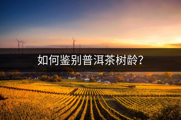 如何鑒別普洱茶樹(shù)齡? 如何鑒別普洱茶樹(shù)齡?