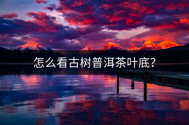 怎么看古樹普洱茶葉底？