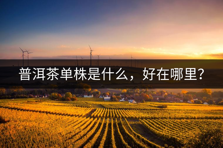 普洱茶單株是什么，好在哪里？