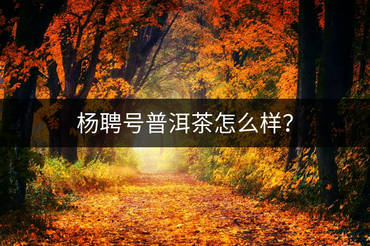 楊聘號普洱茶怎么樣？