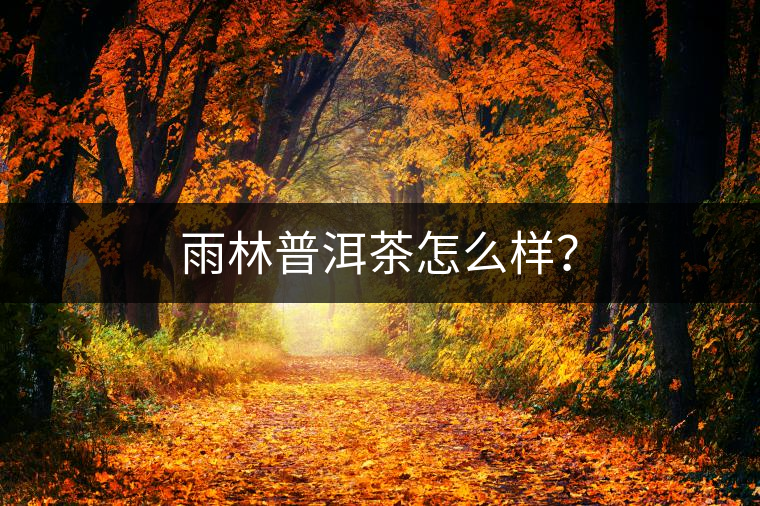 雨林普洱茶怎么樣？