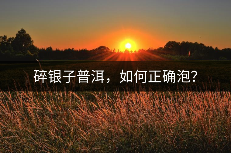 碎銀子普洱，如何正確泡？