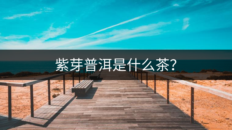 紫芽普洱是什么茶？