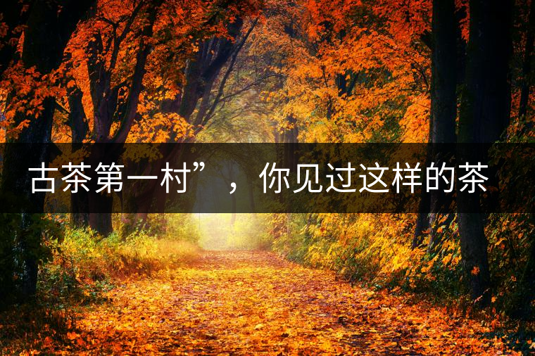 古茶第一村”，你見過這樣的茶樹嗎？