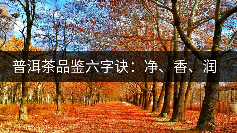 普洱茶品鑒六字訣：凈、香、潤、厚、甘、甜，帶你體驗(yàn)普洱的魅力