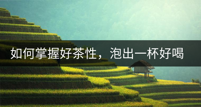 如何掌握好茶性，泡出一杯好喝的普洱熟茶？