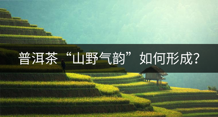 普洱茶“山野氣韻”如何形成？