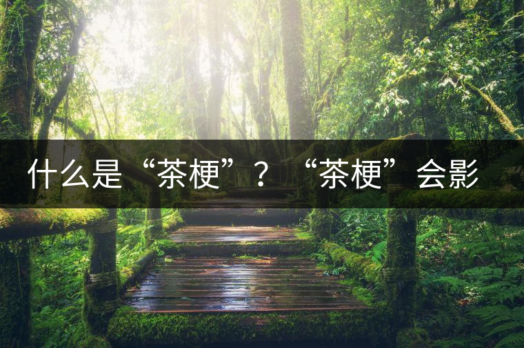 什么是“茶梗”？“茶?！睍?huì)影響普洱茶品質(zhì)？