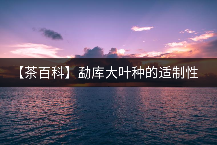 【茶百科】勐庫大葉種的適制性。