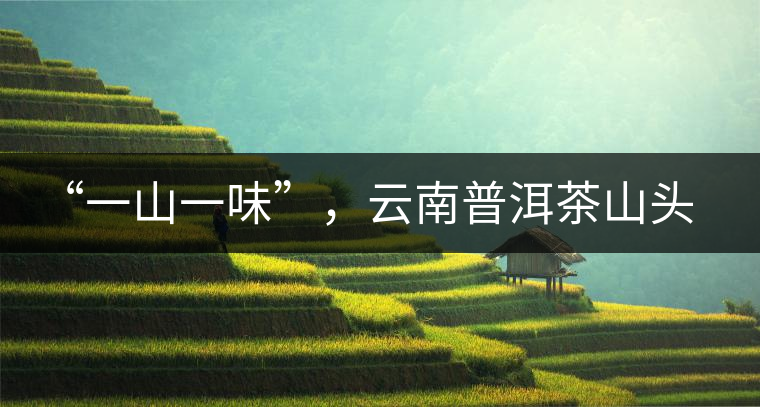 “一山一味”，云南普洱茶山頭茶的真實(shí)意義！