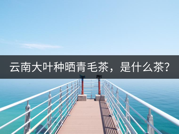 云南大葉種曬青毛茶，是什么茶？