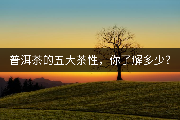 普洱茶的五大茶性，你了解多少？