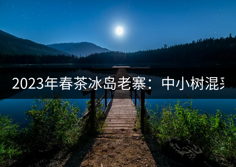 2023年春茶冰島老寨：中小樹混采2500-3000元／公斤，大樹：7000-8000元／公斤，古樹混采：28000-36000元／公斤