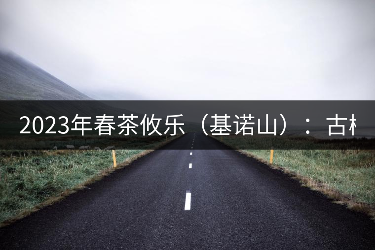 2023年春茶攸樂(lè)（基諾山）：古樹1200元／公斤，喬木：400-500元／公斤