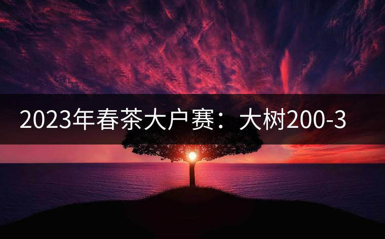 2023年春茶大戶賽：大樹200-300元／公斤，古樹800-1000元／公斤