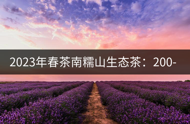 2023年春茶南糯山生態(tài)茶：200-300元／公斤，古樹：900-1500元／公斤