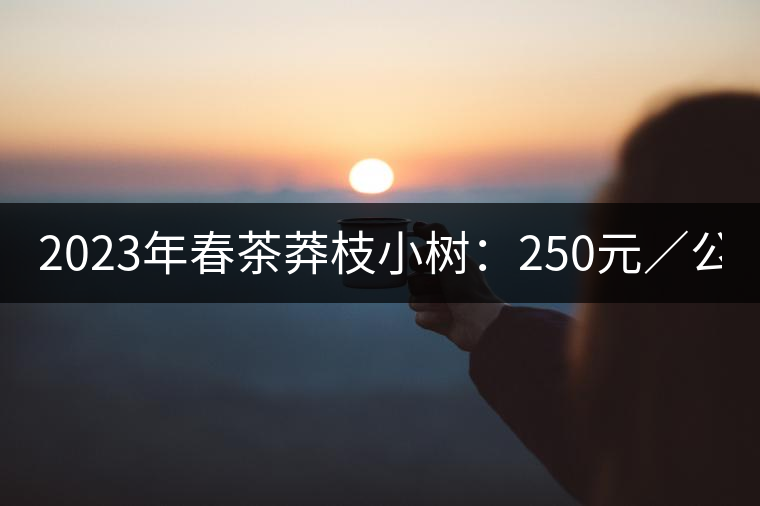2023年春茶莽枝小樹：250元／公斤， 古樹：1000-1200元／公斤