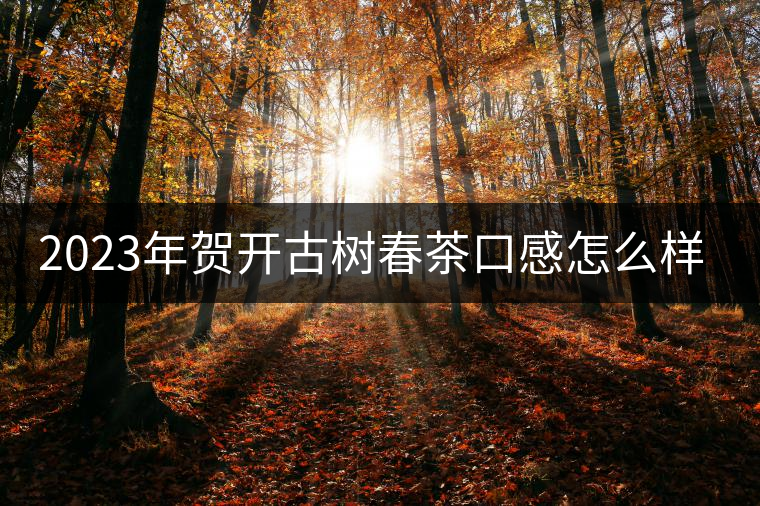 2023年賀開古樹春茶口感怎么樣？
