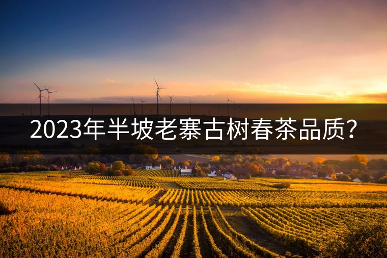 2023年半坡老寨古樹春茶品質？