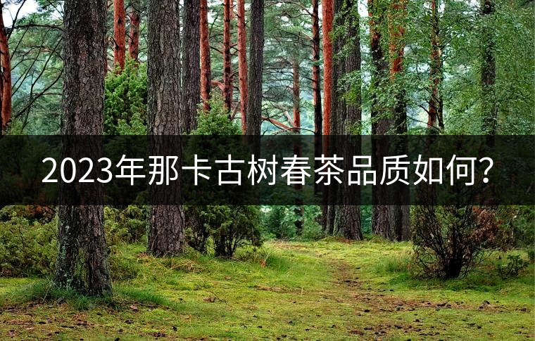 2023年那卡古樹春茶品質如何？