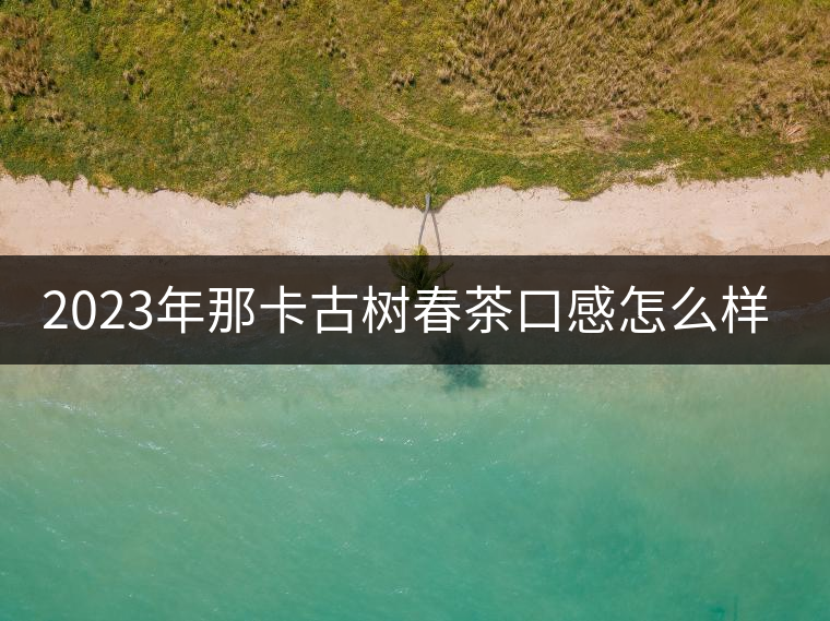 2023年那卡古樹春茶口感怎么樣？