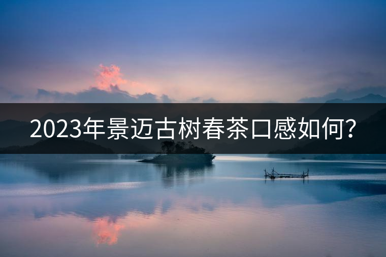 2023年景邁古樹春茶口感如何？