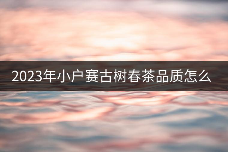 2023年小戶賽古樹春茶品質(zhì)怎么樣？