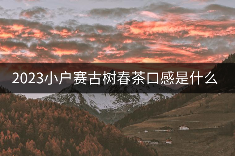 2023小戶(hù)賽古樹(shù)春茶口感是什么？