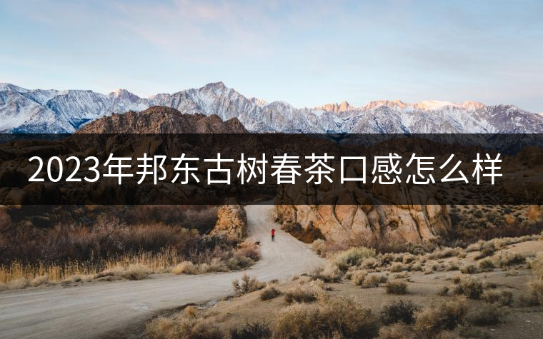 2023年邦東古樹春茶口感怎么樣？