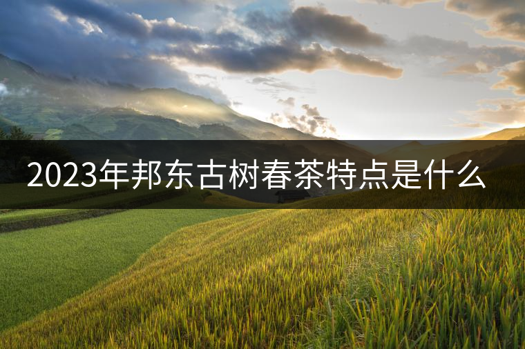2023年邦東古樹春茶特點是什么？