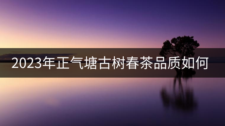 2023年正氣塘古樹春茶品質(zhì)如何？