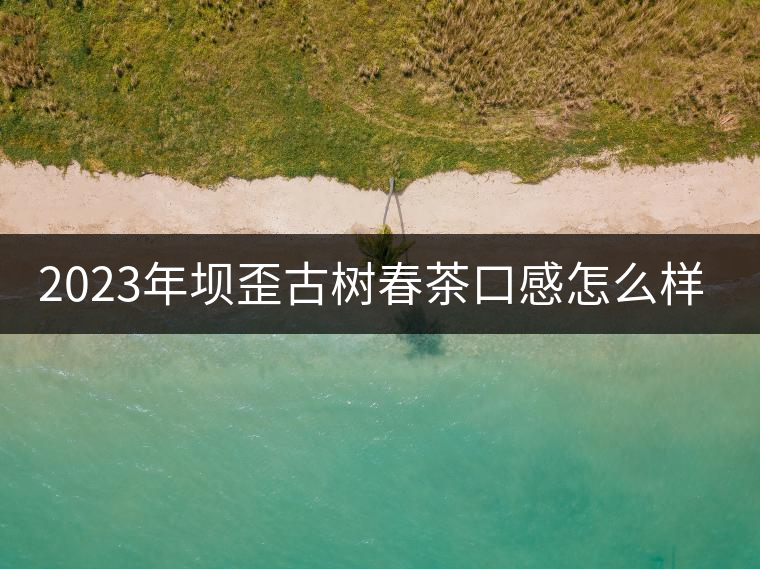 2023年壩歪古樹春茶口感怎么樣？